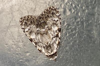 <i>Meganola strigula</i>