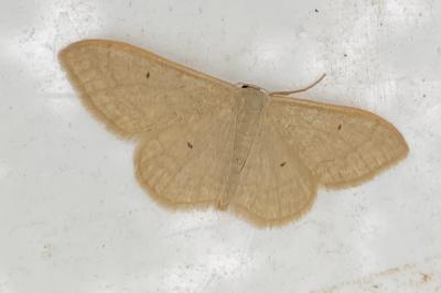 <i>Idaea straminata</i>
