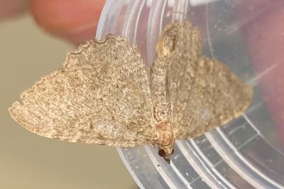 <i>Philereme vetulata</i>