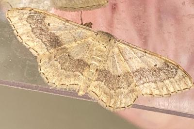 <i>Idaea aversata</i>