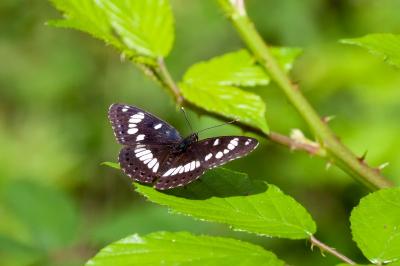 <i>Limenitis reducta</i>