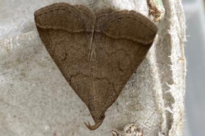 <i>Zanclognatha lunalis</i>