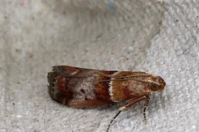 <i>Acrobasis repandana</i>