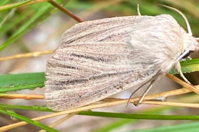 <i>Mythimna pudorina</i>