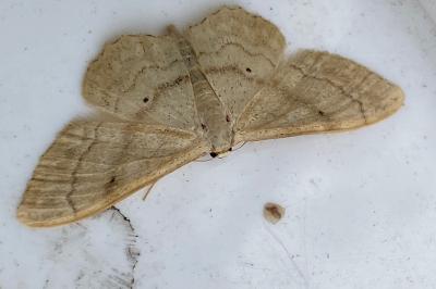<i>Idaea deversaria</i>