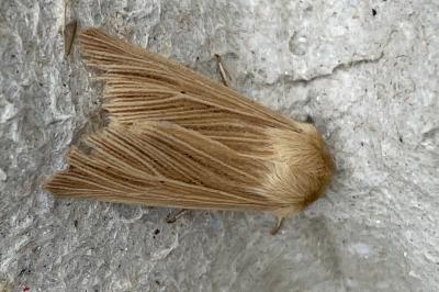 <i>Mythimna pallens</i>