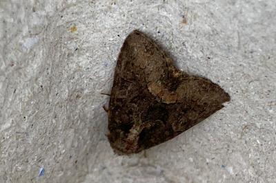 <i>Oligia</i>