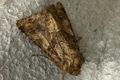 <i>Conisania luteago</i>