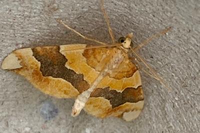 <i>Cidaria fulvata</i>