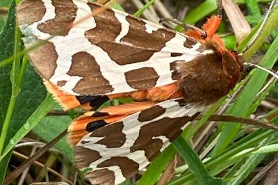 <i>Arctia caja</i>