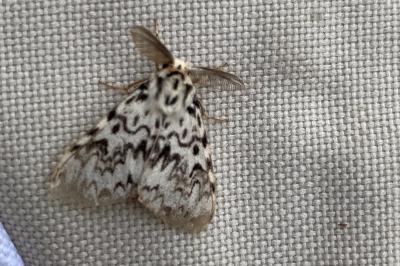 <i>Lymantria monacha</i>