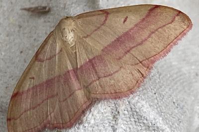 <i>Rhodostrophia vibicaria</i>