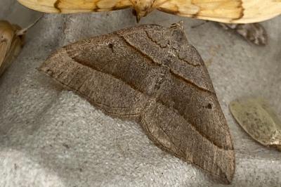<i>Scotopteryx luridata</i>