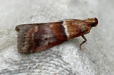 <i>Acrobasis repandana</i>