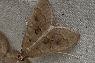 <i>Mecyna asinalis</i>
