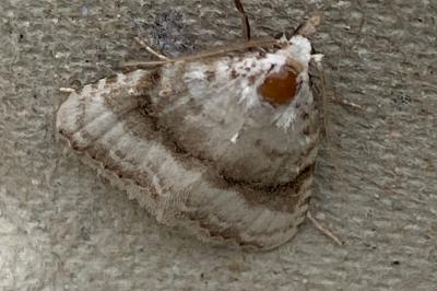 <i>Meganola albula</i>