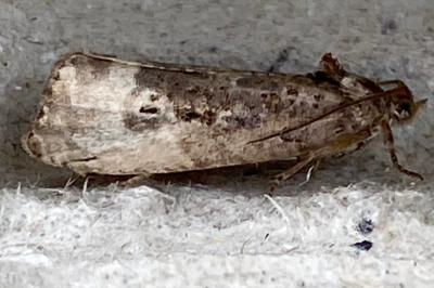<i>Hedya nubiferana</i>