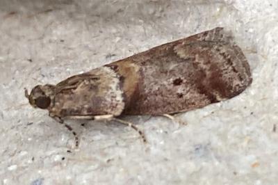 <i>Acrobasis consociella</i>