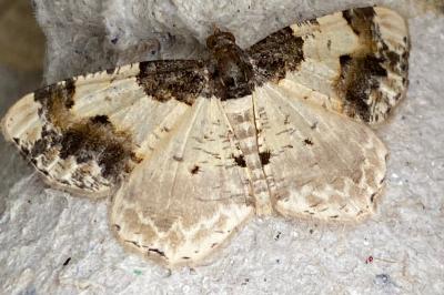 <i>Ligdia adustata</i>