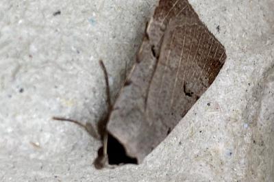 <i>Lygephila craccae</i>