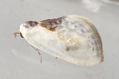 <i>Cilix glaucata</i>