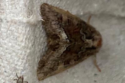 <i>Oligia</i>