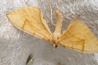 <i>Gandaritis pyraliata</i>