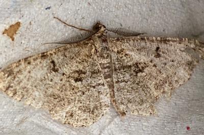<i>Peribatodes rhomboidaria</i>
