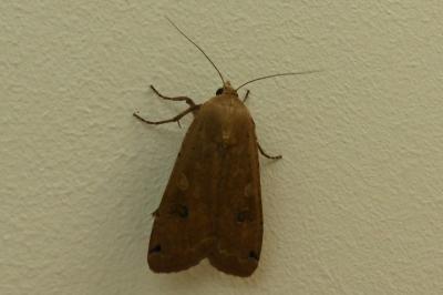 <i>Noctua pronuba</i>