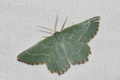 <i>Thalera fimbrialis</i>