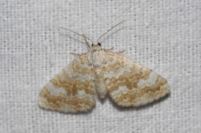 <i>Perizoma flavofasciata</i>