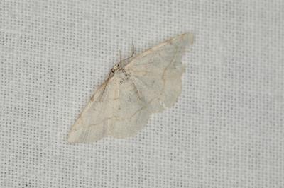 <i>Stegania trimaculata</i>