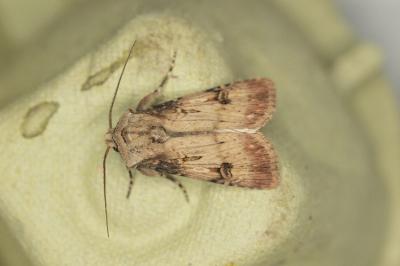 <i>Agrotis puta</i>