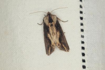 <i>Egira conspicillaris</i>