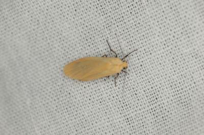 <i>Wittia sororcula</i>