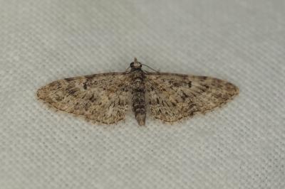 <i>Eupithecia dodoneata</i>