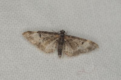 <i>Eupithecia irriguata</i>