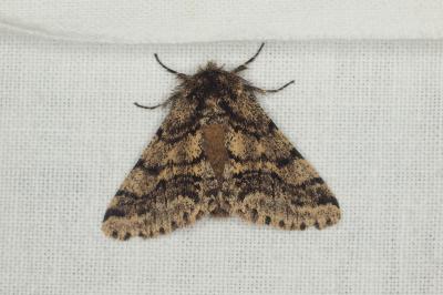 <i>Lycia hirtaria</i>
