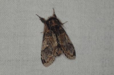 <i>Notodonta tritophus</i>