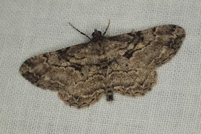 <i>Peribatodes rhomboidaria</i>