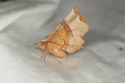 <i>Selenia lunularia</i>