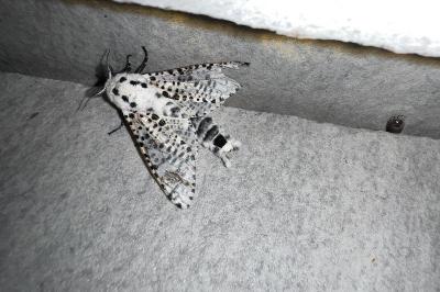 <i>Zeuzera pyrina</i>