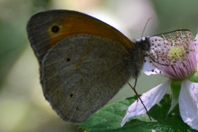<i>Maniola jurtina</i>