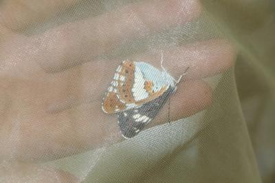<i>Limenitis camilla</i>