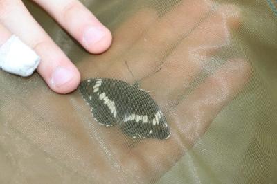 <i>Limenitis camilla</i>