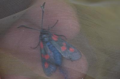 <i>Zygaena trifolii</i>