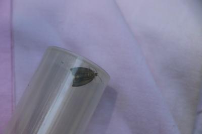 <i>Tortrix viridana</i>