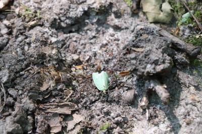 <i>Tortrix viridana</i>