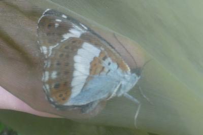 <i>Limenitis camilla</i>