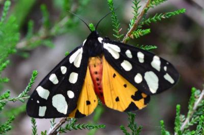 <i>Arctia villica</i>